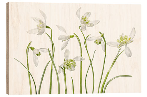 Wood print Snowdrops flore pleno