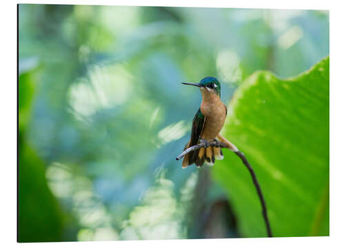 Alubild Kolibri-Weibchen auf einem Zweig