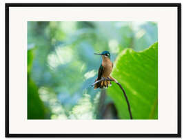 Gerahmter Kunstdruck Kolibri-Weibchen auf einem Zweig