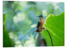 Gallery print Hummingbird female on a branch