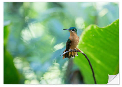 Vinilo para la pared Mujer colibrí en una rama