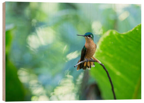 Wood print Hummingbird female on a branch