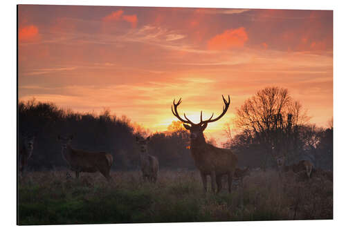 Aluminium print Deer in Richmond Park