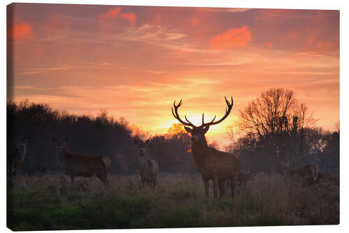 Leinwandbild Rotwild im Richmond Park