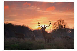 Foam board print Deer in Richmond Park