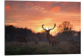 Gallery print Deer in Richmond Park