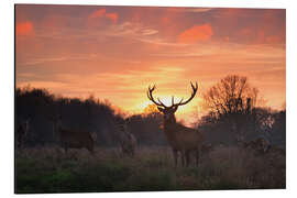 Magnettafel Rotwild im Richmond Park