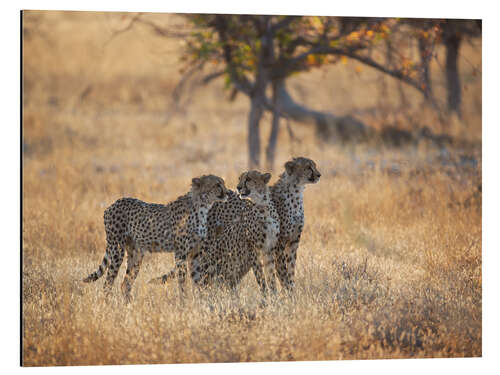 Tableau en aluminium Groupe de guépards à la chasse