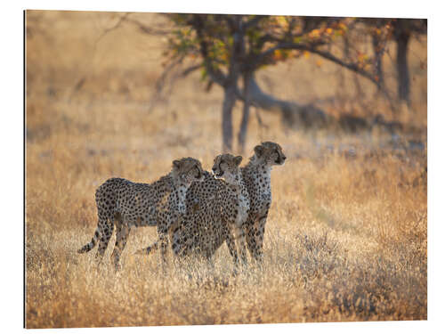 Gallery Print Geparden Gruppe auf der Jagd