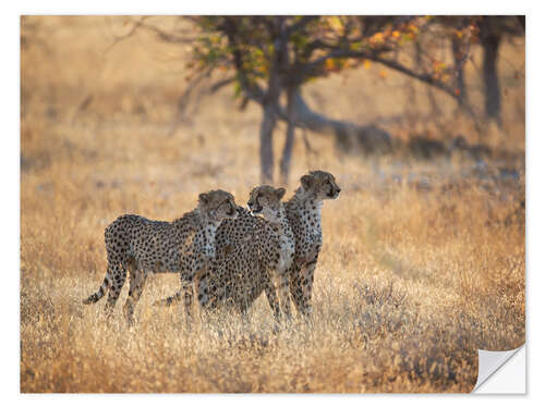 Wall sticker Cheetah group on the hunt