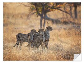 Selvklebende plakat Cheetah group on the hunt