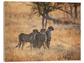 Trebilde Cheetah group on the hunt