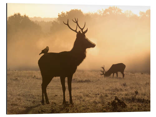 Aluminium print Deer and jackdaw in the fog