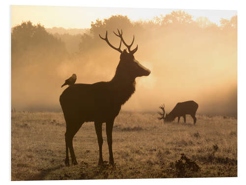 Foam board print Deer and jackdaw in the fog