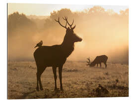 Gallery print Deer and jackdaw in the fog