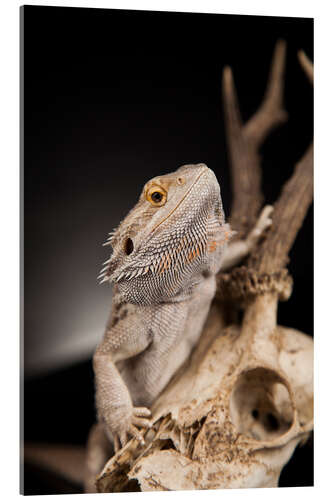 Acrylic print Bearded dragon climbs