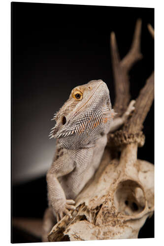 Aluminium print Bearded dragon climbs