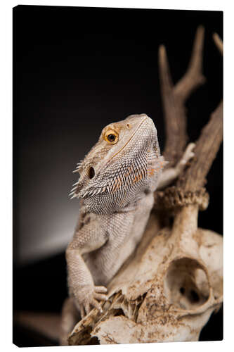 Tableau sur toile Pogona grimpant