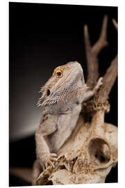 Tableau en PVC Pogona grimpant