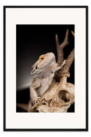 Gerahmter Kunstdruck Bartagame klettert