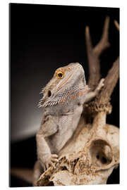 Galleritryk Bearded dragon climbs