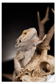 Selvklebende plakat Bearded dragon climbs