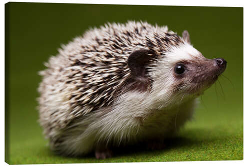 Canvas print Hedgehog