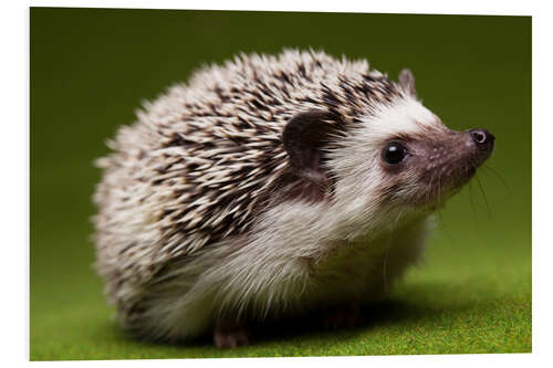 Foam board print Hedgehog