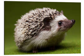 Magnettafel Neugieriger Igel