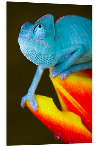 Acrylic print blue chameleon