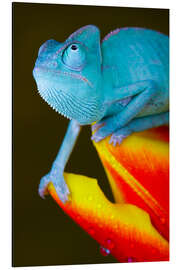 Aluminium print blue chameleon