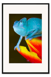 Gerahmter Kunstdruck Blaues Chamäleon