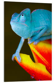 Galleritryk blue chameleon