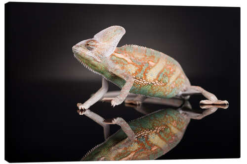 Canvas print Chameleon in the studio