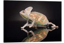 Galleriprint Chameleon in the studio