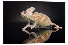 Magnettafel Chamäleon im Studio