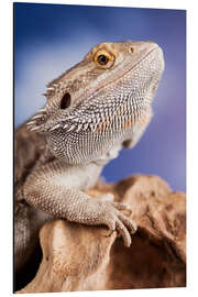 Quadro em alumínio bearded dragon