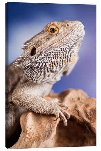 Canvas print Bearded Dragon