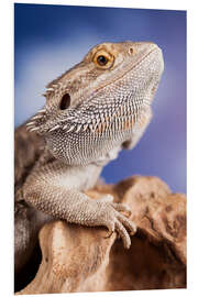 Foam board print Bearded Dragon