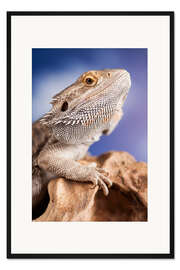 Gerahmter Kunstdruck Bartagame