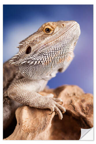 Vinilo para la pared Pogona