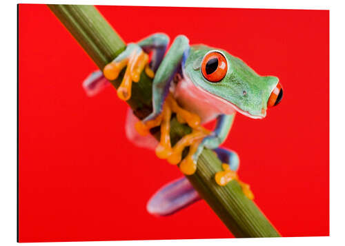 Aluminium print Tree frog on red