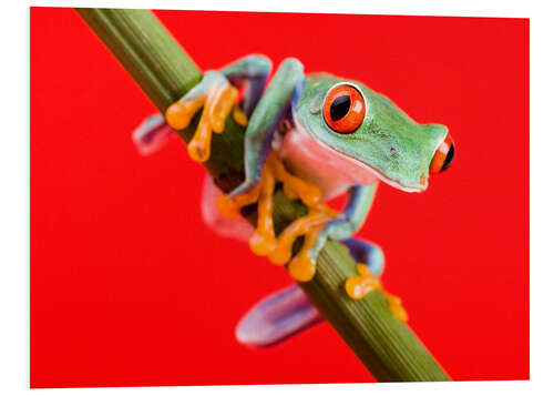 Tableau en PVC Grenouille verte sur fond rouge