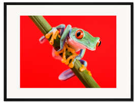 Gerahmter Kunstdruck Laubfrosch auf Rot