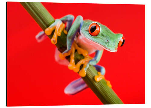 Galleriprint Tree frog on red