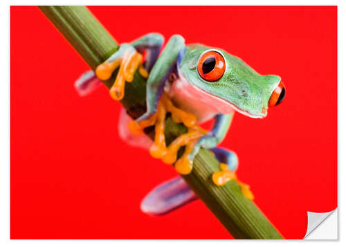 Wall sticker Tree frog on red