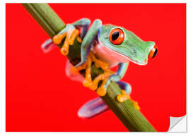 Wall sticker Tree frog on red