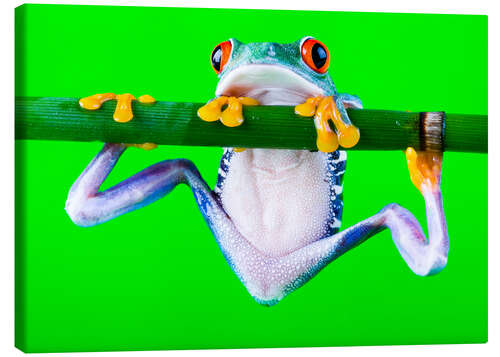 Quadro em tela colorful frog on green