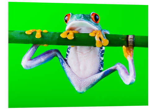 Tableau en PVC Grenouille en équilibre