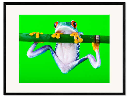 Framed art print Colorful Frog on Green Background